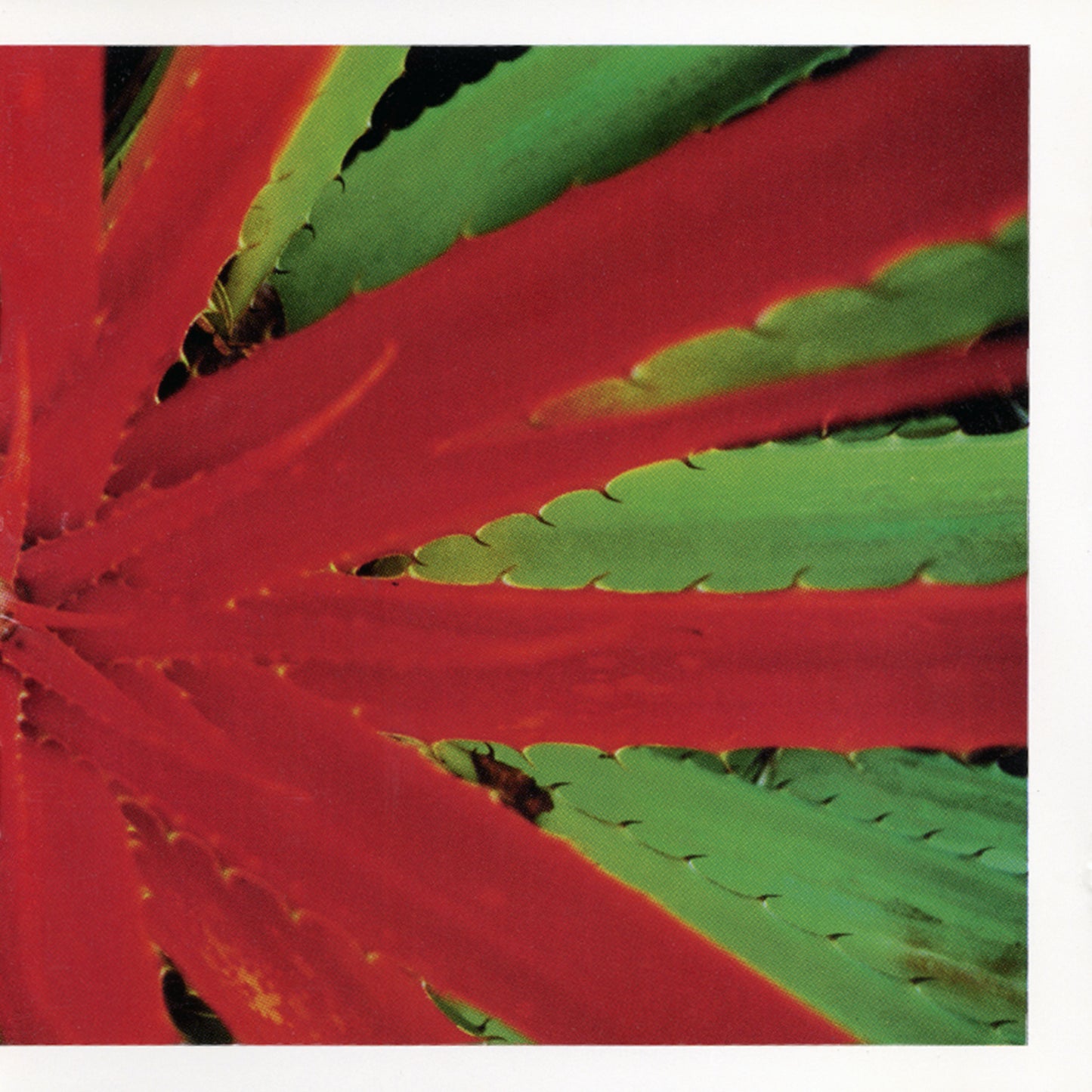 Jejune - This Afternoon's Malady PREORDER OUT 1/23