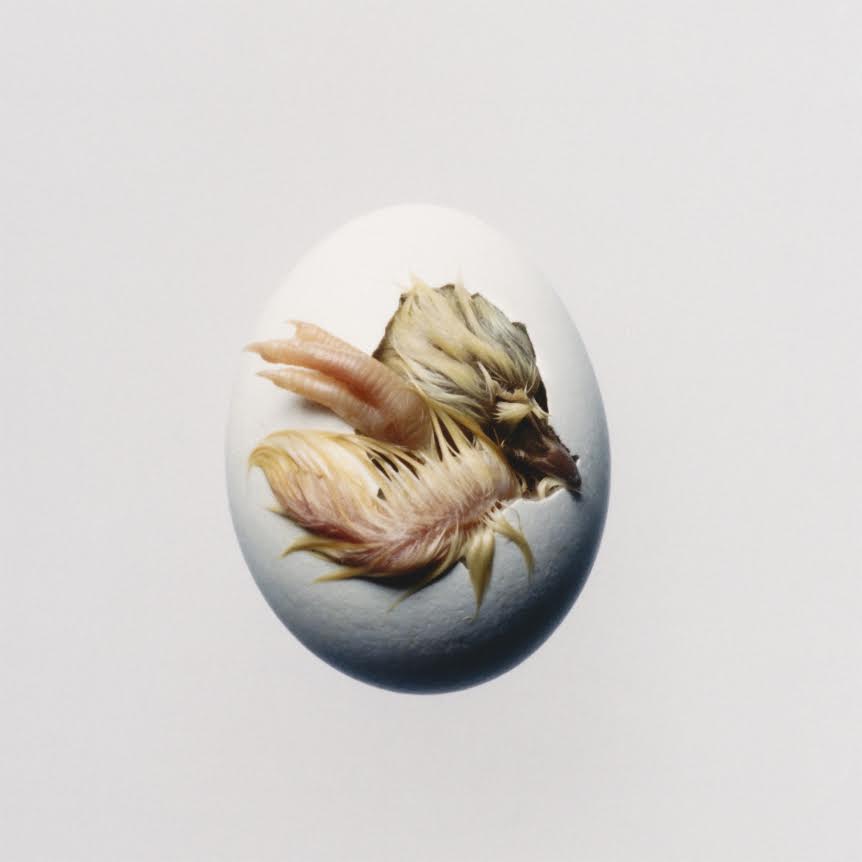 Shygirl- Swallow! PREORDER OUT 11/6