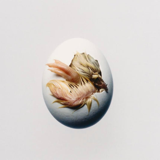 Shygirl- Swallow! PREORDER OUT 11/6
