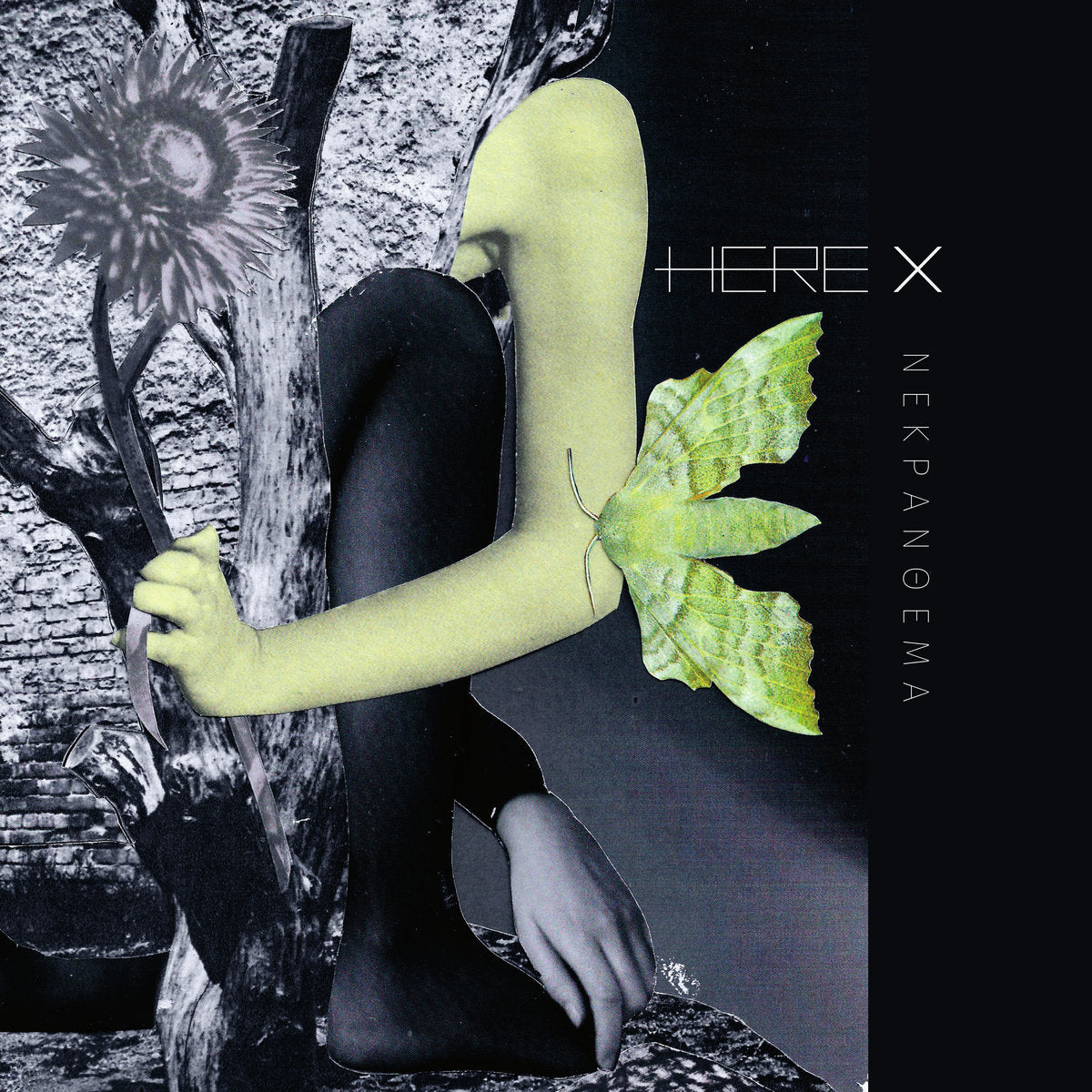 Here X- Nekranthema